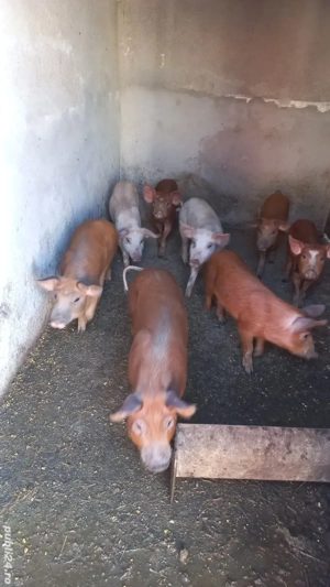 Vând Grasuni - imagine 3