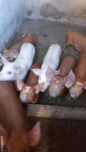 Vând Grasuni - imagine 5