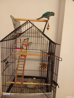 pyhrurara molinae  - imagine 3