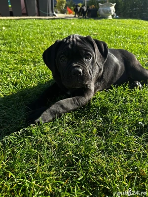 Femela Cane Corso  - imagine 4