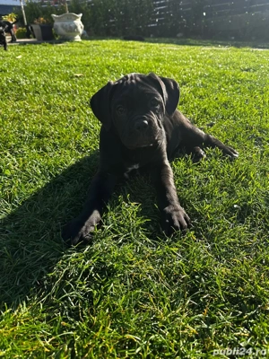 Femela Cane Corso  - imagine 3