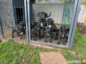 Femela Cane Corso  - imagine 2