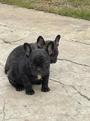 Vând pui bulldog francez - imagine 3