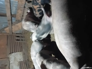 Vând porci de sacrificat 