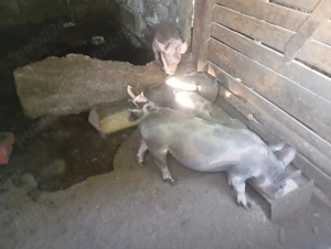 Se vinde purcei pietrean