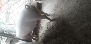 Vind porc de carne 140-150 kg aproximativ - imagine 2