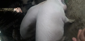 Vind porc de carne 140-150 kg aproximativ