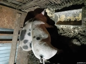 Porci de vânzare  - imagine 5