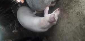 Vind porc de carne 140-150 kg aproximativ - imagine 3