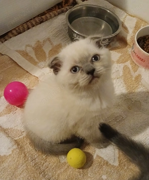  Baietei si fetite Scottish Fold - imagine 4