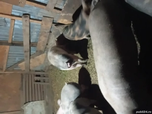 Porci de vânzare  - imagine 2