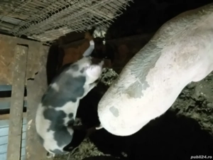 Porci de vânzare  - imagine 3