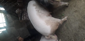 Vind porc de carne 140-150 kg aproximativ - imagine 4