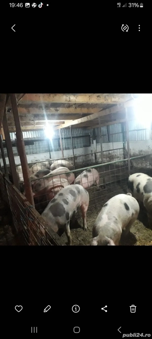 porci de vânzare  - imagine 2