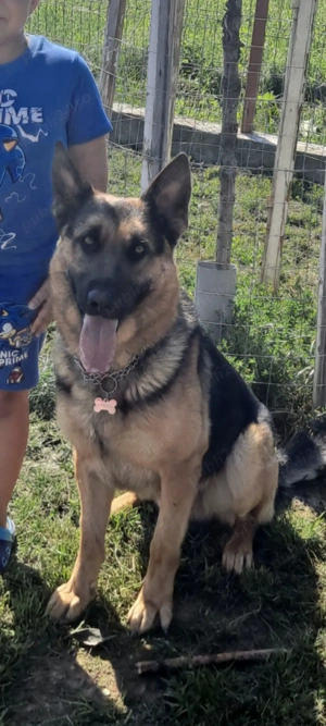 Pui de ciobanesc german pur - imagine 4