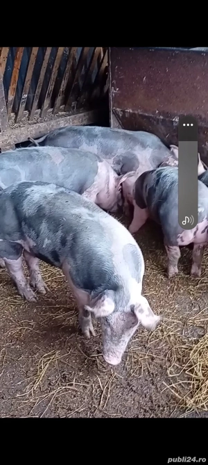 porci de vânzare  - imagine 4