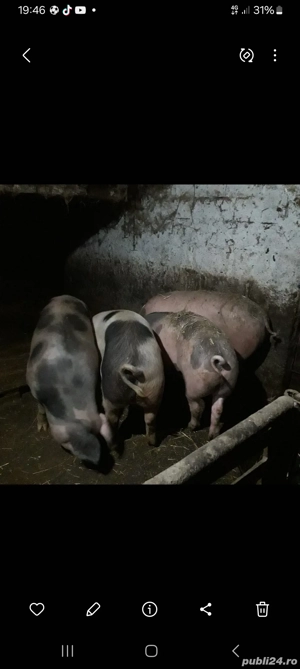 porci de vânzare  - imagine 3