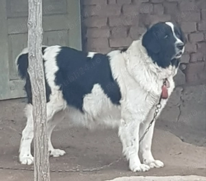 Ciobănesc de Bucovina