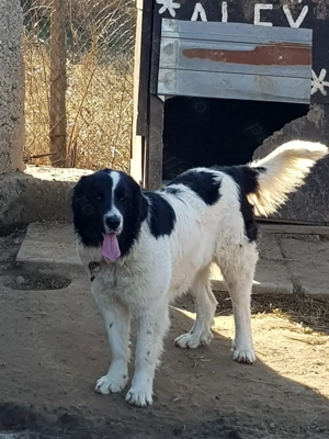 Ciobănesc de Bucovina - imagine 2