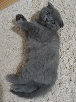 Vand Scottish Fold blue - imagine 2 Vand Scottish Fold blue - imagine 2