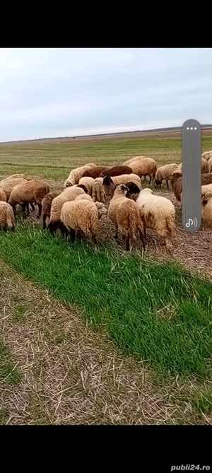 berbecuț de vânzare  - imagine 5