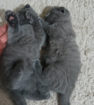 Vand Scottish Fold blue
