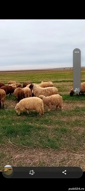 berbecuț de vânzare  - imagine 3