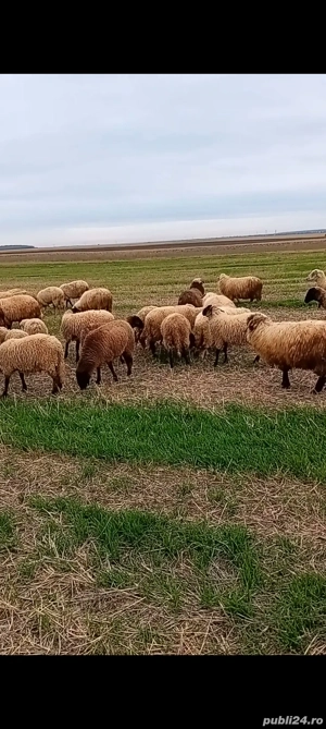 berbecuț de vânzare  - imagine 4