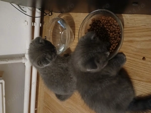 Vand Scottish Fold blue - imagine 4 Vand Scottish Fold blue - imagine 4