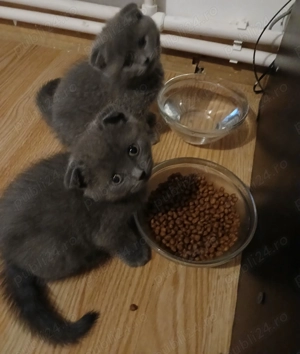 Vand Scottish Fold blue - imagine 3 Vand Scottish Fold blue - imagine 3