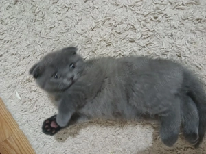 Vand Scottish Fold blue - imagine 5 Vand Scottish Fold blue - imagine 5
