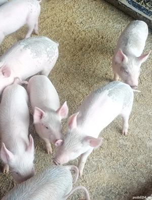 Disponibil 2 purceii 