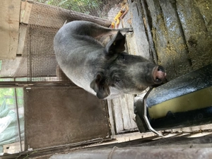 Porc ptr Crăciun  - imagine 2 Porc ptr Crăciun  - imagine 2