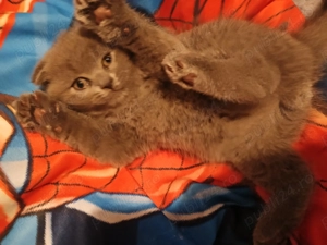 Scotis Fold Blue  - imagine 3