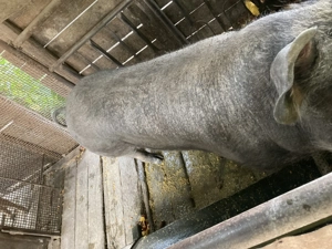 Porc ptr Crăciun  - imagine 3 Porc ptr Crăciun  - imagine 3