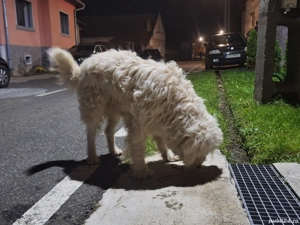 Ciobanesc mioritic de donat - imagine 3