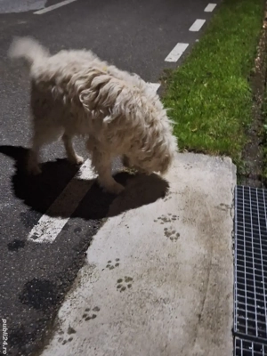 Ciobanesc mioritic de donat - imagine 5