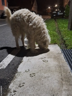 Ciobanesc mioritic de donat - imagine 4