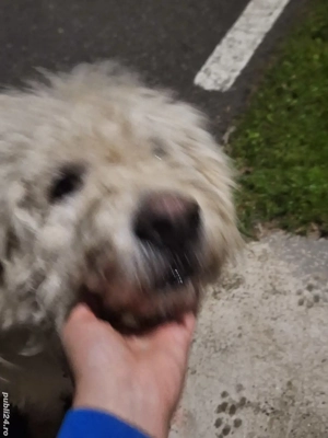 Ciobanesc mioritic de donat - imagine 2