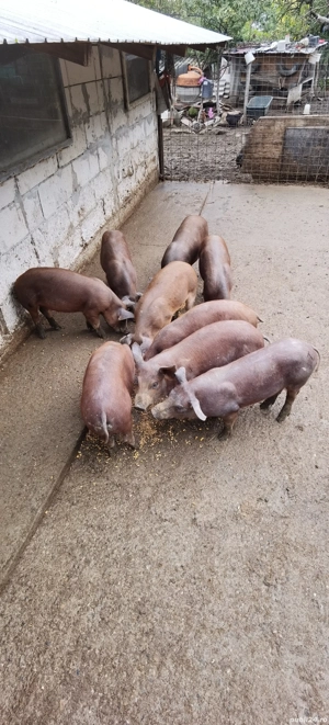 Porci, purcei - imagine 3