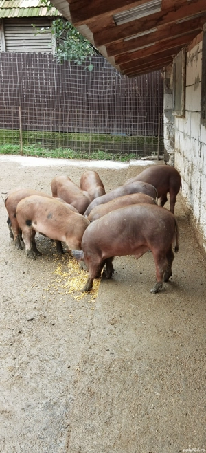 Porci, purcei - imagine 2