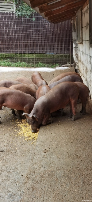 Porci, purcei - imagine 4