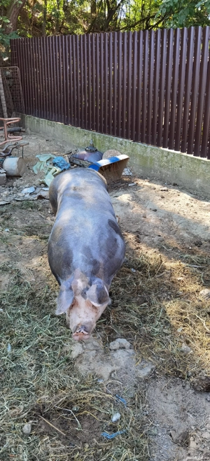 Porci, purcei - imagine 5