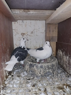 pereche porumbei baltati - imagine 3