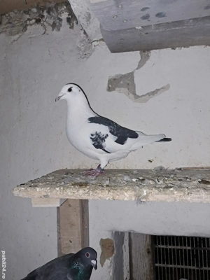 pereche porumbei baltati - imagine 2