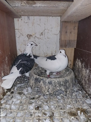 pereche porumbei baltati