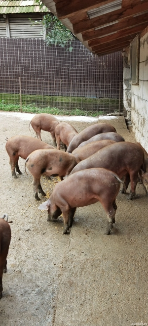 Porci, purcei - imagine 7