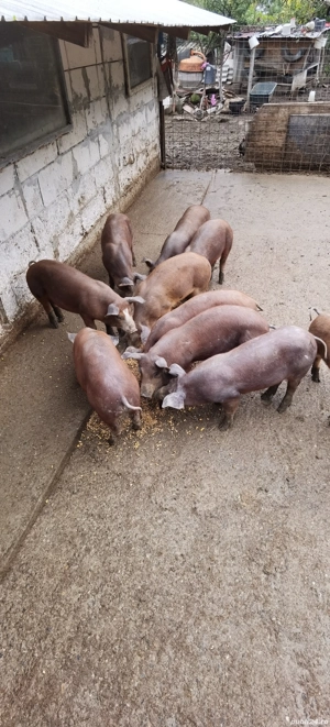 Porci, purcei - imagine 8