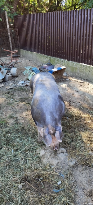 Porci, purcei - imagine 9