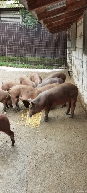Porci, purcei - imagine 6